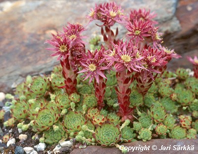  Sempervivum montanum